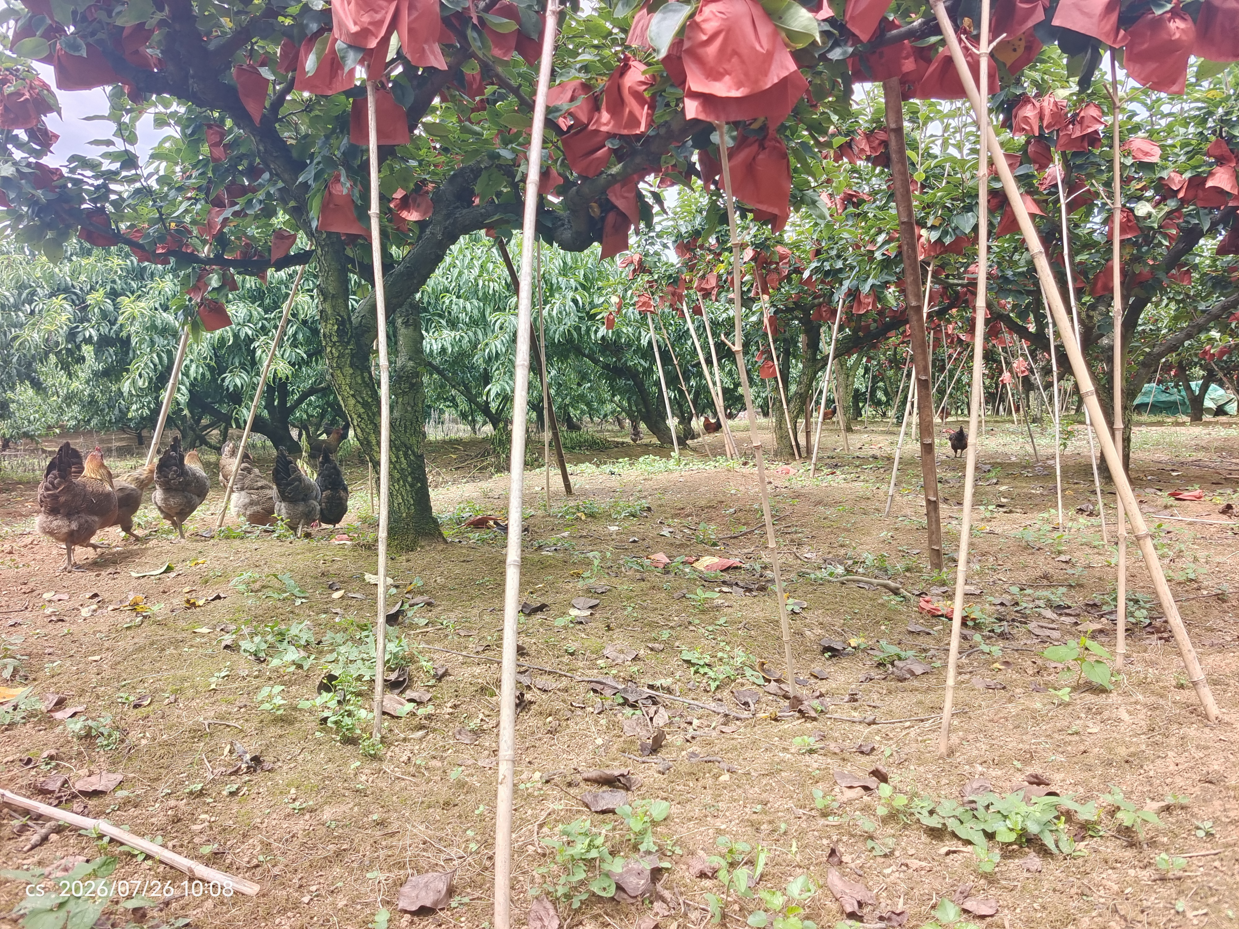 梨园散养鸡